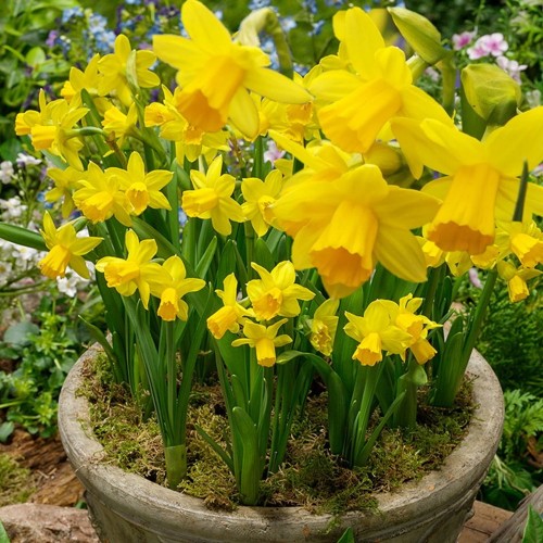 Narcissus 'Tete a Tete' - Nartsiss 'Tete a Tete' 